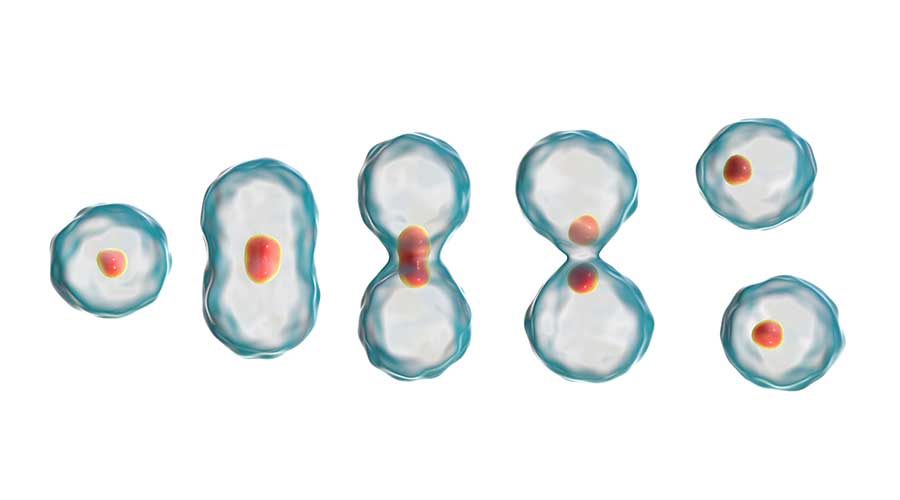 Tế bào gốc (Stem Cells) là những tế bào đặc biệt, chúng có khả năng tự nhân đôi hoặc biệt hóa thành nhiều loại tế bào khác nhau